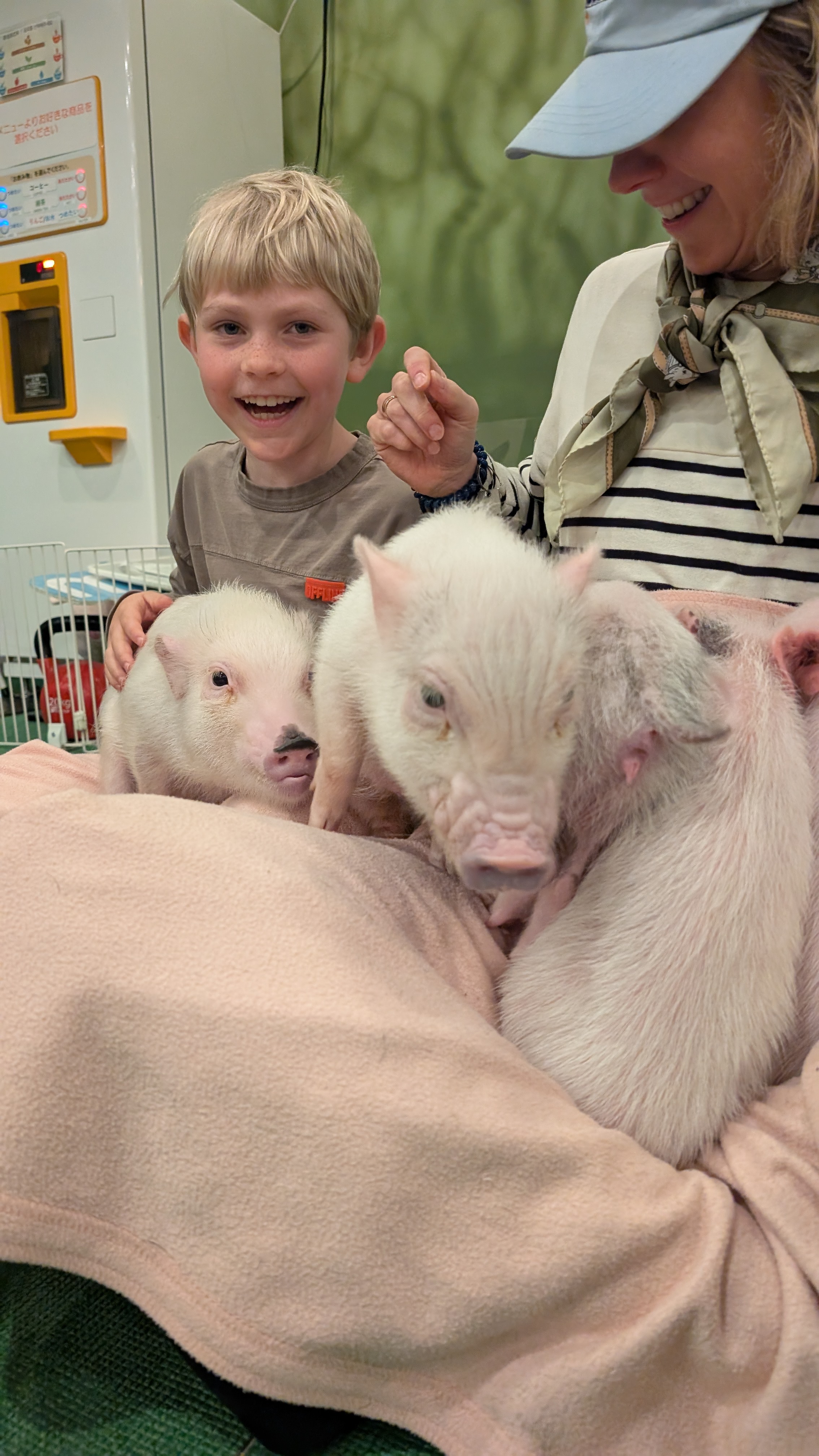 Charlie losing it at mipig cafe Harajuku. The pigs were adorable.