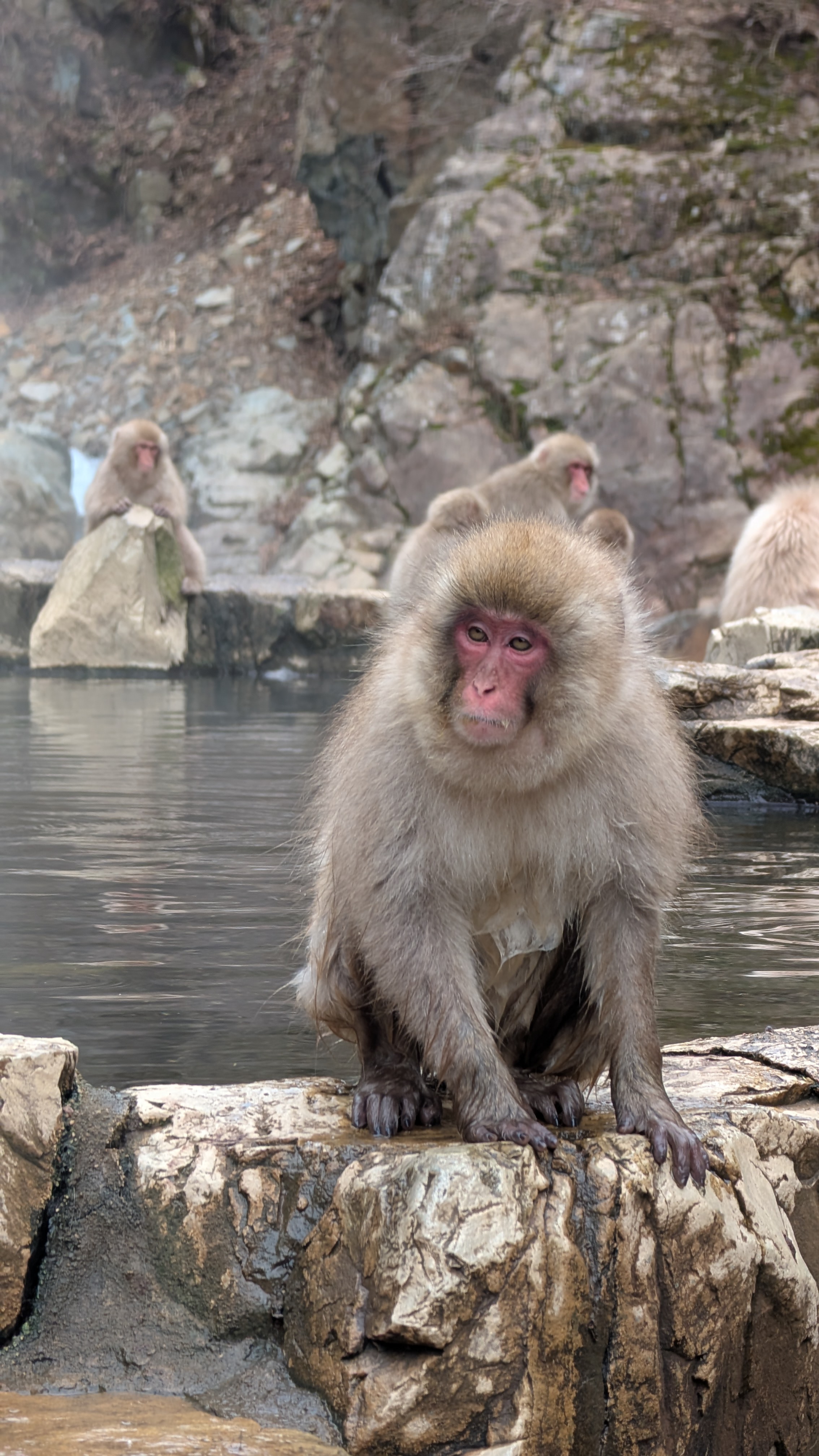 A macaque sizing us up at Jigokudani Monkey Park