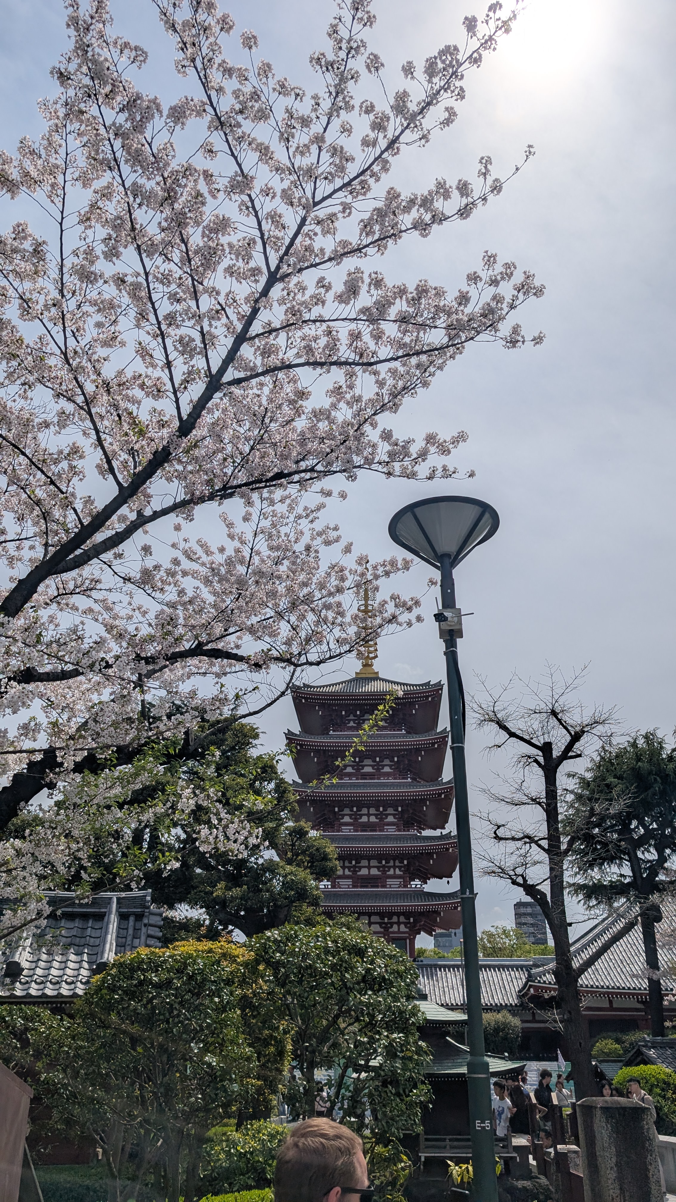Senso-ji pagoda through the cherry blossoms — Asakusa